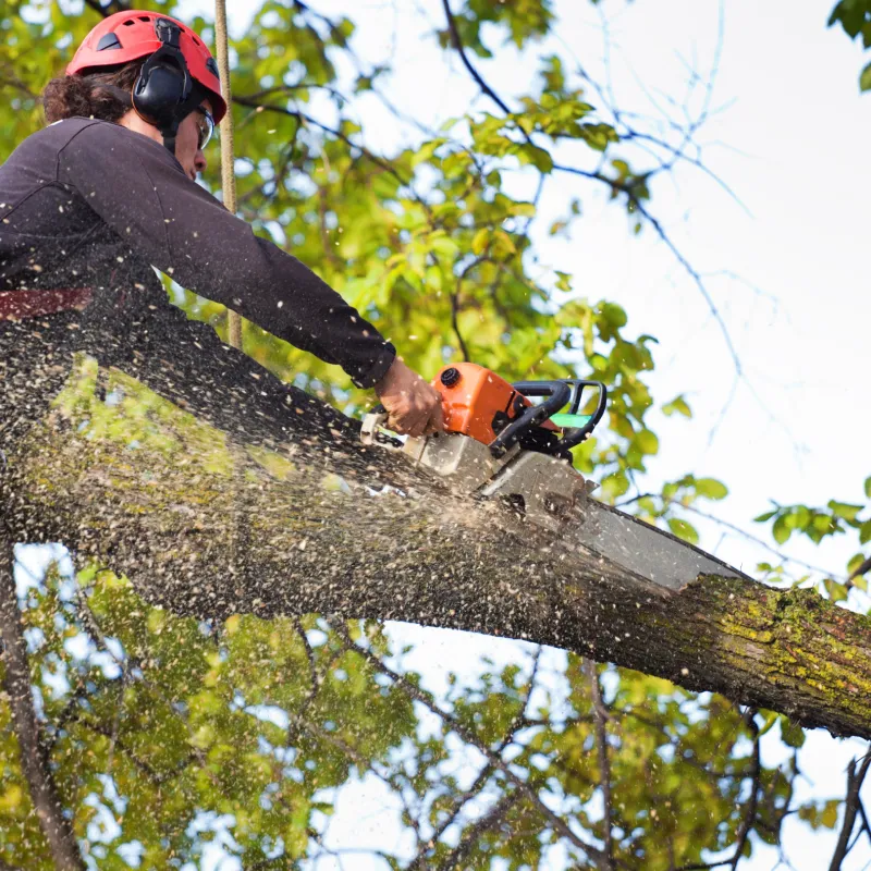 Tree Services
